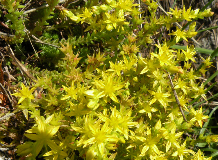 Sedum acre